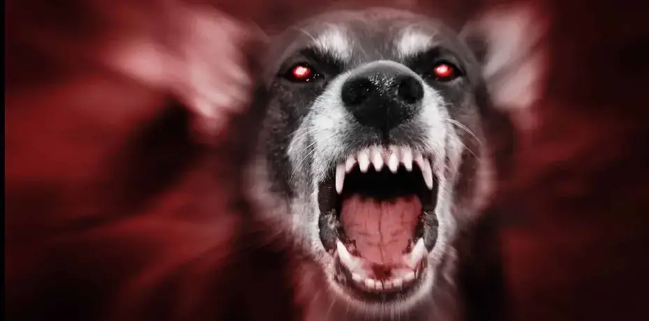 Dog Bite Lawyer Consult With Keith D. Leshine Attorney At Law, LLC 30107 Georgia